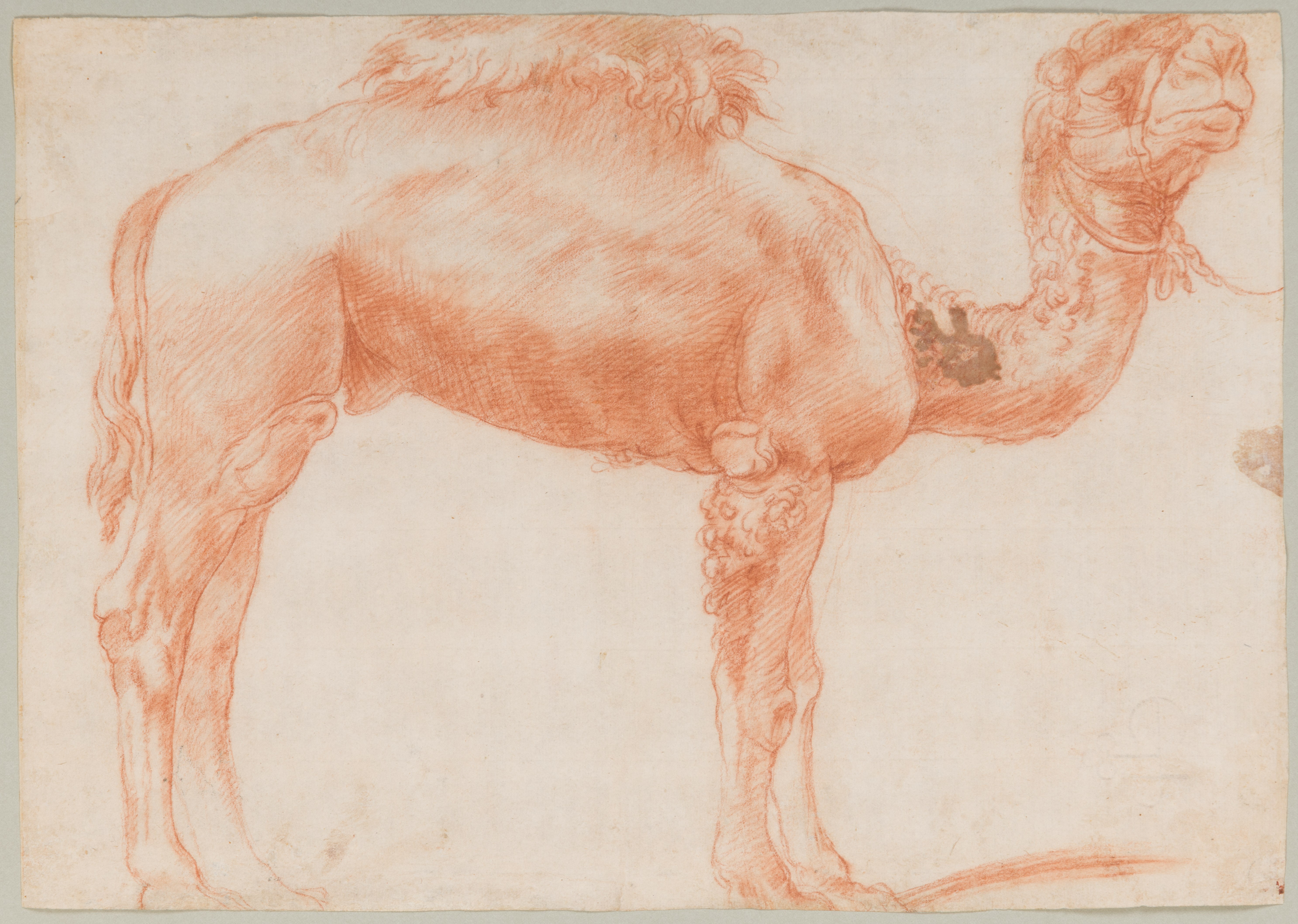 A Dromedary